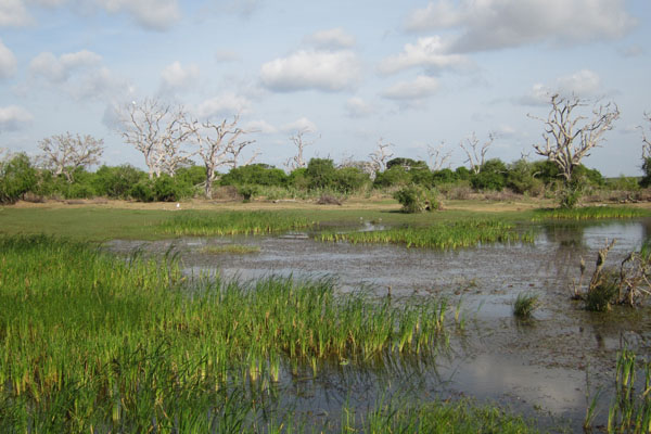 Het groene landschap